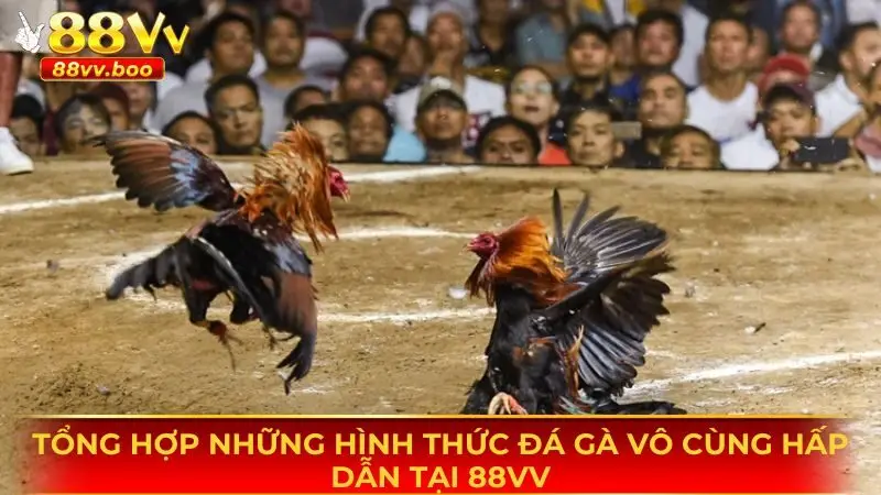 Đá Gà 88vv 3 Những hình thức đá gà vô cùng hấp dẫn có tại sân chơi